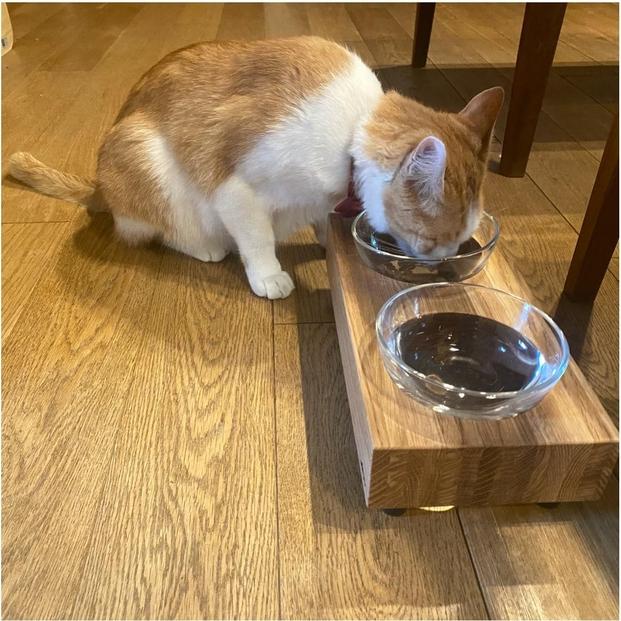 ペットフードテーブル　hole S 2連（福岡市内製造）（ガラスボウル付き）