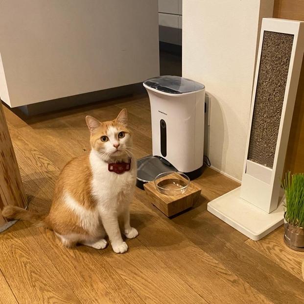 ペットフードテーブル　carving S （福岡市内製造）（ガラスボウル付き）