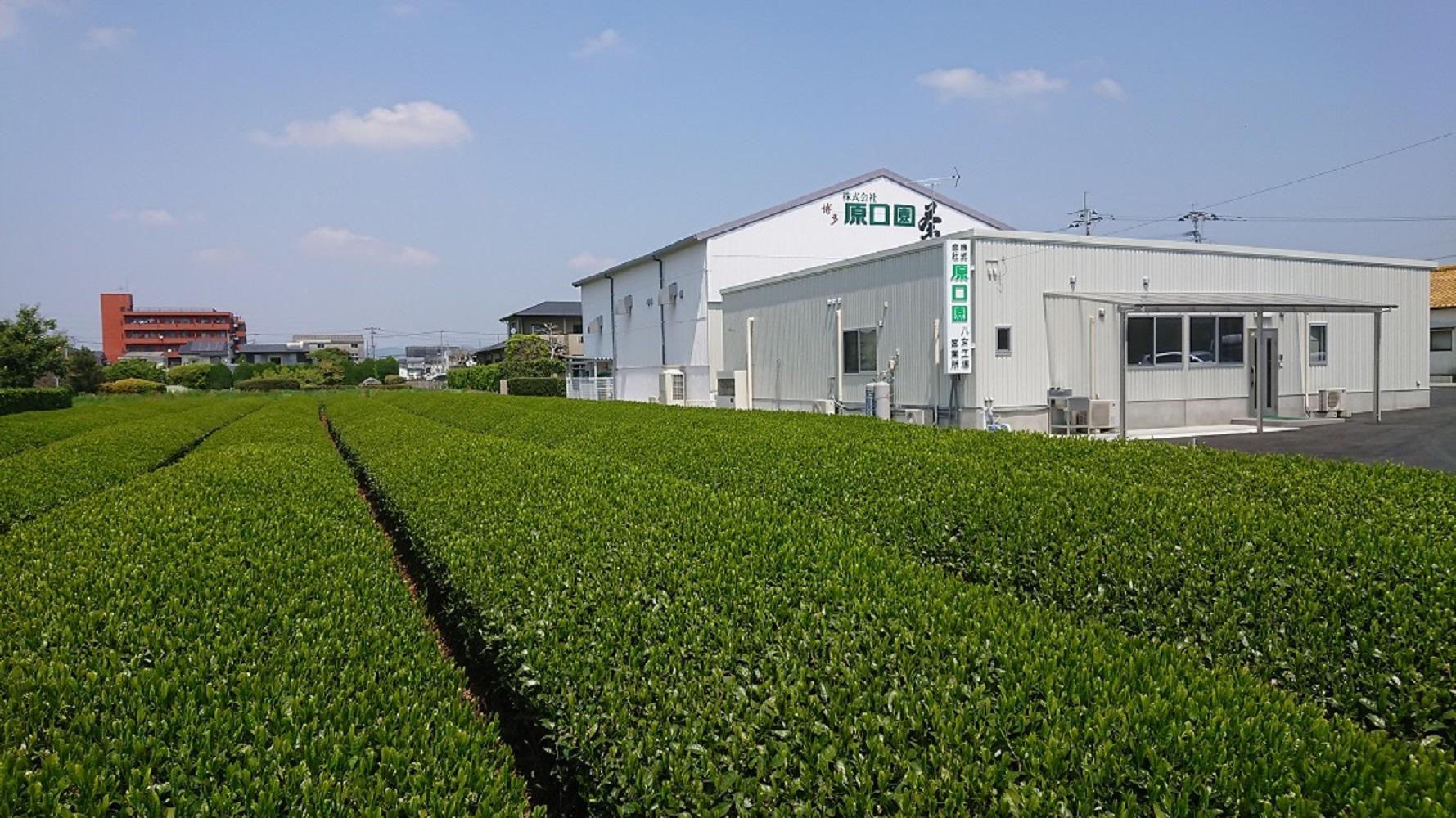 【博多大丸おすすめ品】福岡八女茶75g×6本セット