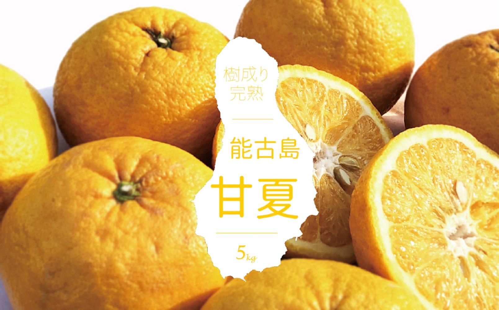 ＜先行受付：2026年4月以降発送＞福岡県　能古島産　甘夏5kg