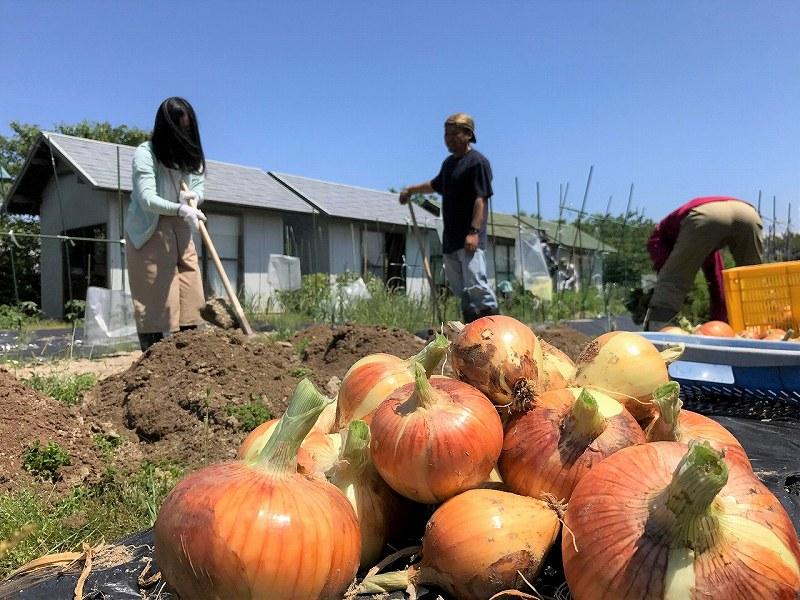 （福岡市）ダンボールコンポストセット（虫予防カバー：スタンダードタイプ）