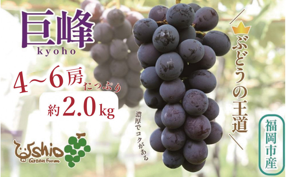 【2026年8月以降順次発送】福岡市産巨峰2000g   5房前後【北海道・沖縄・離島発送不可】