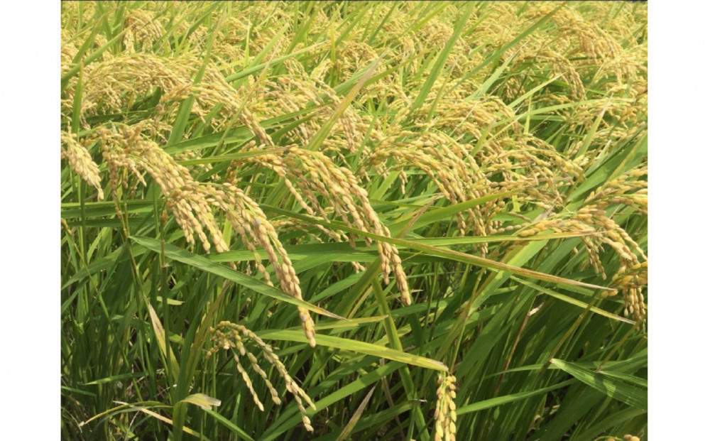 福岡限定のお米「めし丸　元気つくし」２kg×１袋　令和7年産