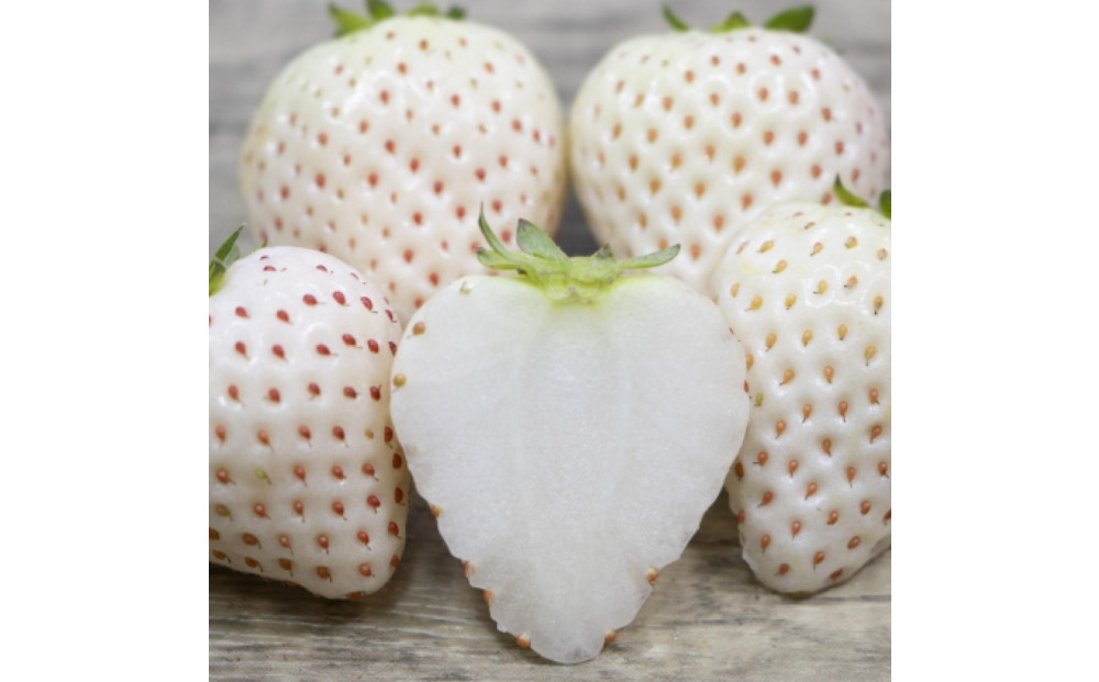 福岡県産完熟白いちご（エンジェルエイト）約270ｇ×4パック【2026年2月～発送】