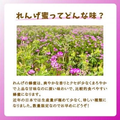 【5月～6月発送】みつばちの雫　国産れんげ蜜　1000g