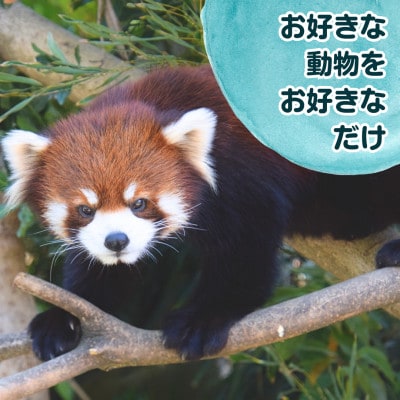 あなたの好きなところで、動物園をひとりじめ!