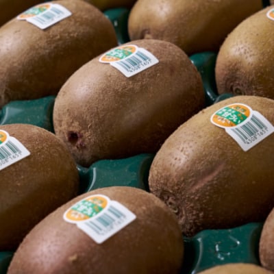 福岡オリジナルブランド　キウイ「甘うぃ」約1.5kg箱(12-15玉)(大牟田市)【配送不可地域：離島】