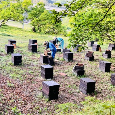 みつばちの雫　300g×2個セット　国産蜂蜜