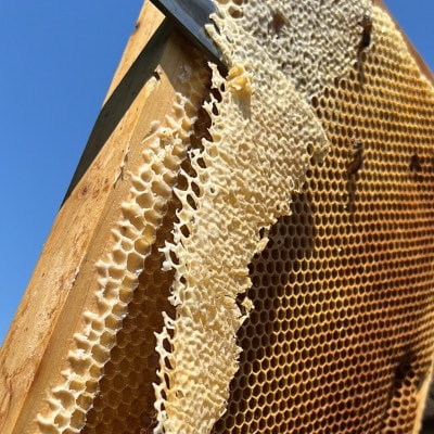 みつばちの雫　国産百花蜜　500g