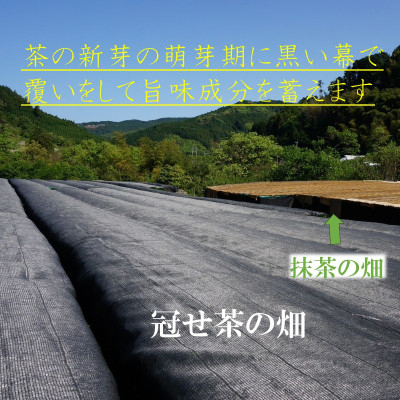 奥八女の新緑の風薫る・特上深蒸し茶薫風(冠せ茶) 100g×3本