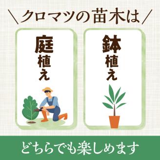 チーム田主丸『クロマツの苗木』_苗木 8号鉢 チーム田主丸 クロマツの苗木 1鉢 クロマツ 松の葉 長寿の源 健康管理に役立てる 健康樹 樹木 観賞用 飲食用 福岡県 久留米市 お取り寄せ インテリア 植物 ガーデニング 家庭栽培 送料無料_Hf032