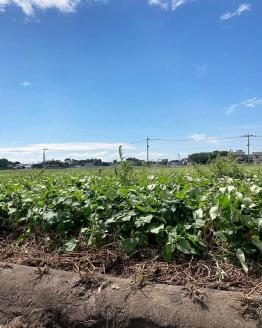 紅はるかさつまいも_さつまいも 紅はるか 国産 5kg 約 200～350g 15本 ～ 18本 甘い 糖度 高い 高糖度 1ヶ月 熟成 濃厚 味わい しっとり ホクホク 常温発送 宇佐川農園 芋 焼き芋 福岡県 久留米市 お取り寄せ お取り寄せグルメ 野菜 送料無料_Gx035
