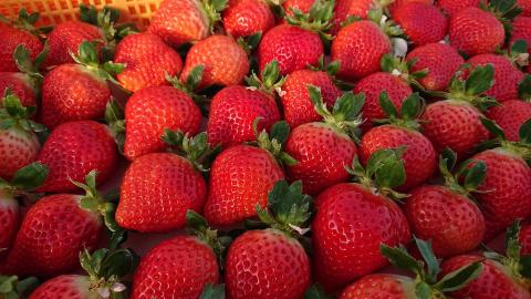 福岡県産【特別栽培】特選DX等級完熟あまおう　270g×2パック_福岡県産 特別栽培 特選 DX等級 完熟 あまおう 270g × 2パック 計 540g 自然の恵み 濃厚 大粒 ジューシー 朝採れ いちご 宙づり ハンモック構造 贈答用 フルーツ デザート お取り寄せ 福岡県 久留米市 送料無料_Fi057