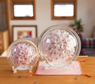 桜のボトルフラワーM（久留米絣敷物付き）_桜 ボトルフラワー M 久留米絣 敷き物付き 皿型 インテリア かわいい おしゃれ 桜の花 ソメイヨシノ ドライ加工 まるで生花 お手入れ簡単 ギフト 入学祝 卒業祝 合格祝 就職祝 お祝い 記念 贈り物 雑貨 お取り寄せ 福岡県 久留米市 送料無料_Qb001