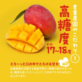 【2026年6月以降お届け】くるめで育った完熟マンゴー(2～3個：約1.3kg)_贈答用 完熟マンゴー 2個 ～ 3個 約 1.3kg 久留米産 完熟 マンゴー 国産 とろける 甘さ 地植え フルーツ トロピカルフルーツ アップルマンゴー 果物 デザート 冷蔵 クール便 倉重農園 お取り寄せ お取り寄せフルーツ 福岡県 久留米市 送料無料_Fm011