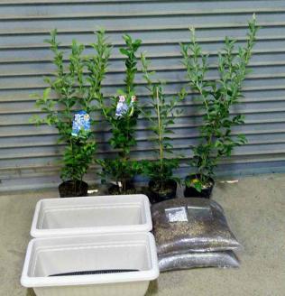 ブルーベリー苗４本 ぜいたく食べくらべセット_ブルーベリー 苗 2年生 4本 ぜいたく食べ比べ セット ブルーシャワー ティーフブルー ガーデンブルー ミノウブルー 専用土 鹿沼土 赤玉土 腐葉土 IB化成肥料 専用鉢 2個 説明書付 スターターセット ジャム ヨーグルト 苗木 果樹 送料無料 久留米市 福岡県_Hf013