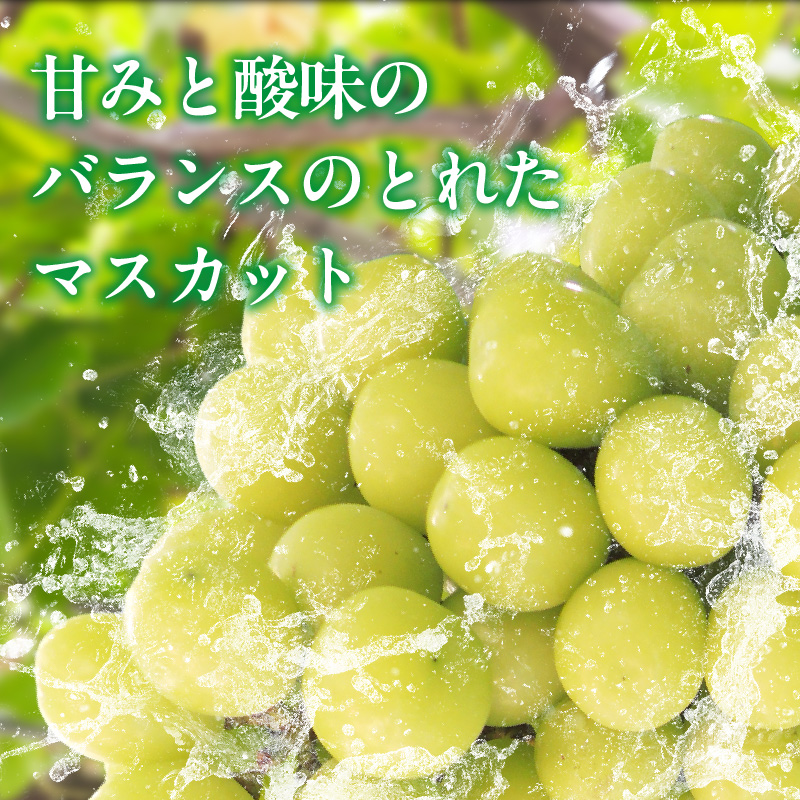 【2026年8月以降お届け】シャインマスカット（1房：約500～600g） _ 先行予約 シャインマスカット 1房 約 500g ～ 600g 2026年8月以降お届け 旬の味覚 酸味 甘み バランス 皮薄い 食べやすい マスカット ぶどう デザート 果物 倉重農園 お取り寄せ フルーツ 福岡県 久留米市 送料無料 _Fg018