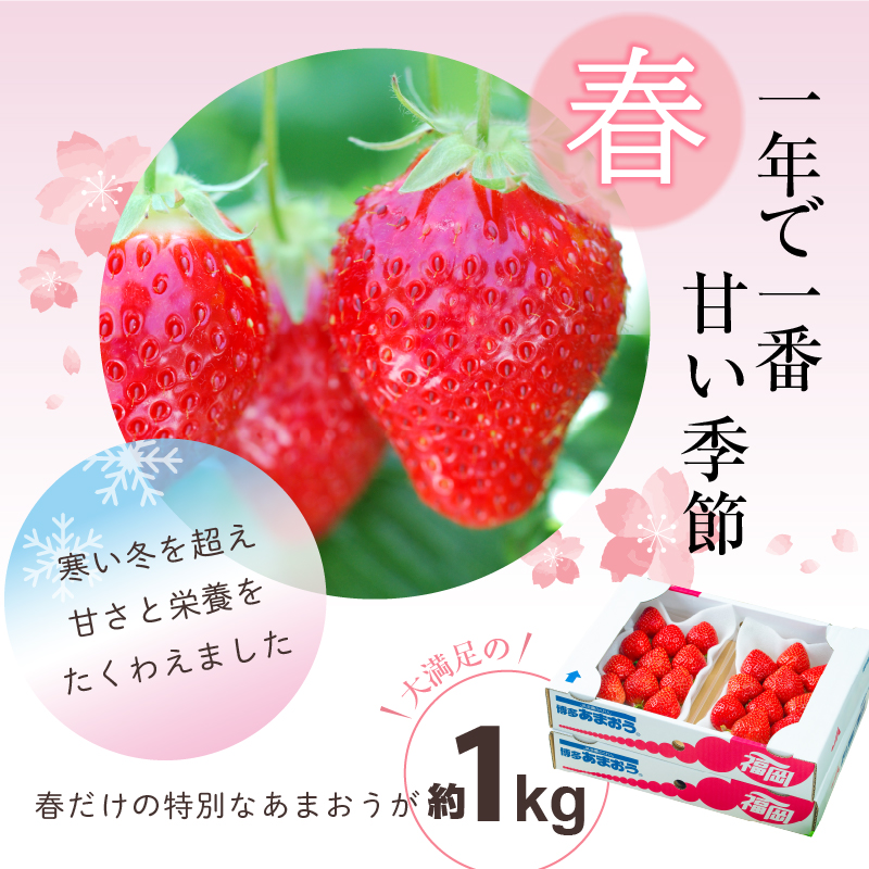 福岡産【春】あまおう4パック_春くるめ あまおう 250g × 4パック 合計 1kg シール付き 冷蔵 濃厚 甘い 果汁 アフター保証 安心安全 国産 いちご 果物 アレンジ おやつ フルーツ スイーツ スムージー ジャム 南国フルーツ お取り寄せ 福岡県 久留米市 送料無料_Fi012