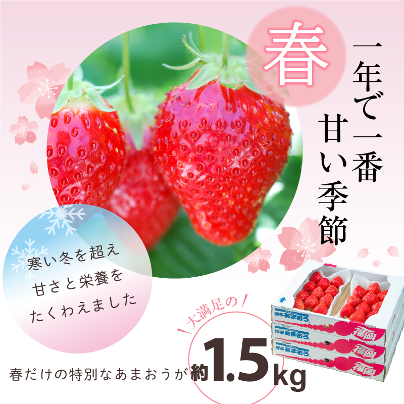 福岡産【春】あまおう6パック_春くるめ あまおう 250g × 6パック 合計 1.5kg 冷蔵 濃厚 甘い 果汁 アフター保証 安心安全 酸味 甘味 国産 いちご 果物 アレンジ おやつ フルーツ スイーツ スムージー ジャム 南国フルーツ お取り寄せ 福岡県 久留米市 送料無料_Fi013
