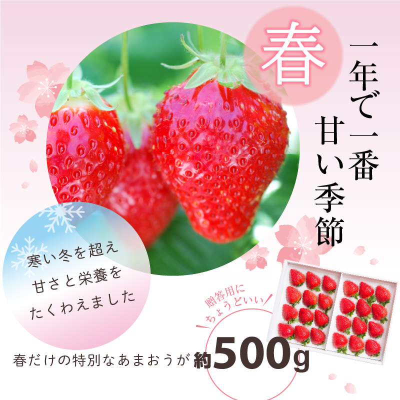 あまおうギフト箱（24-30粒）_予約受付 あまおう ギフト 箱 24 ～ 30粒 くるっぱオマケシール付き 国産 福岡県産 ブランドいちご いちごの王様 アフター保証 食べ方いろいろ 甘い 果物 フルーツ ストロベリー いちご お取り寄せ スイーツ デザート 贈り物 福岡県 久留米市 送料無料_Fi017