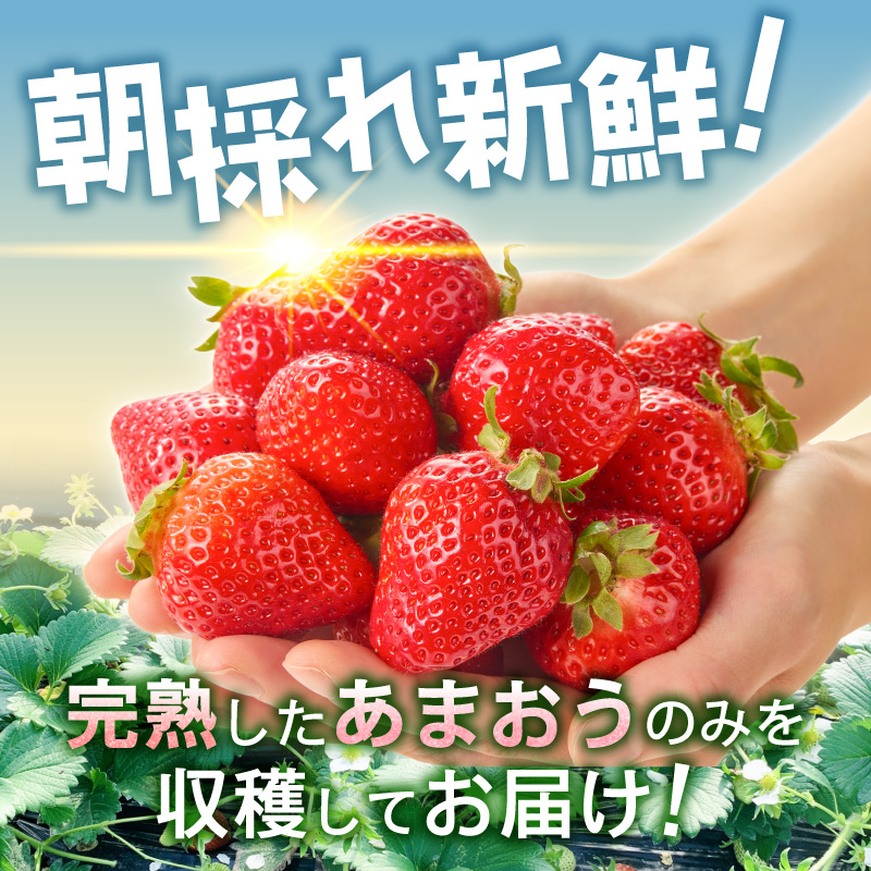 増永農園　福岡県産あまおう　270g×4パック _ 270g 4パック 高級特産品 あまおう 福岡県産 朝採れ 新鮮 こだわり いちご とれたて ブランドいちご フルーツ 果物 デザート スイーツ お取り寄せ 福岡県 久留米市 送料無料 _ Fi080-04 270g×4パック