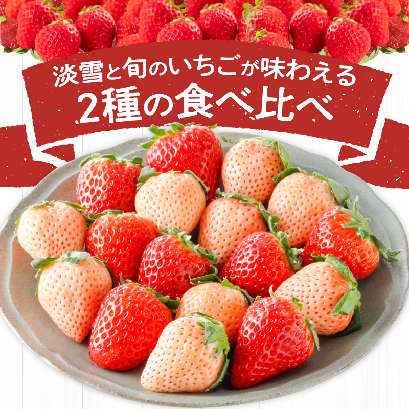 特別栽培 白いちご 淡雪と旬のいちご詰め合わせ紅白セット （ふくおかエコ農産物） 約500g_特別栽培 白いちご 旬 いちご 詰め合わせ 紅白セット 一箱2パック入り 約500g ふくおかエコ農産物 旬のいちご 食べ比べ ギフト 最適 久留米市内 生産 7品種 淡雪 あまおう 恋みのり かおりの 紅ほっぺ よつぼし あまえくぼ いちごきらり 福岡県 送料無料_Fi109