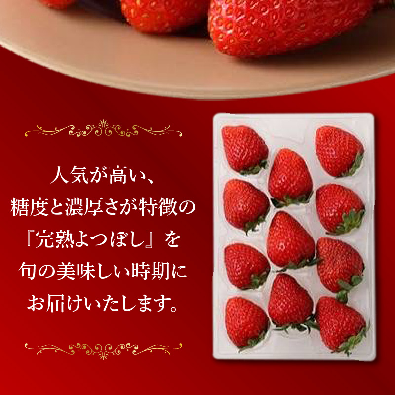 池田農園の特別栽培完熟よつぼし　250g×4パック_池田農園 特別栽培 完熟 よつぼし 250g × 4パック 濃厚 甘い 安心安全 栄養価が高い 福岡エコ農産物 いちご 果物 フルーツ スイーツ いちご煮 いちごジャム スムージー おやつ ストロベリー ゆりかーご お取り寄せ 贈り物 福岡県 久留米市 送料無料_Fi112