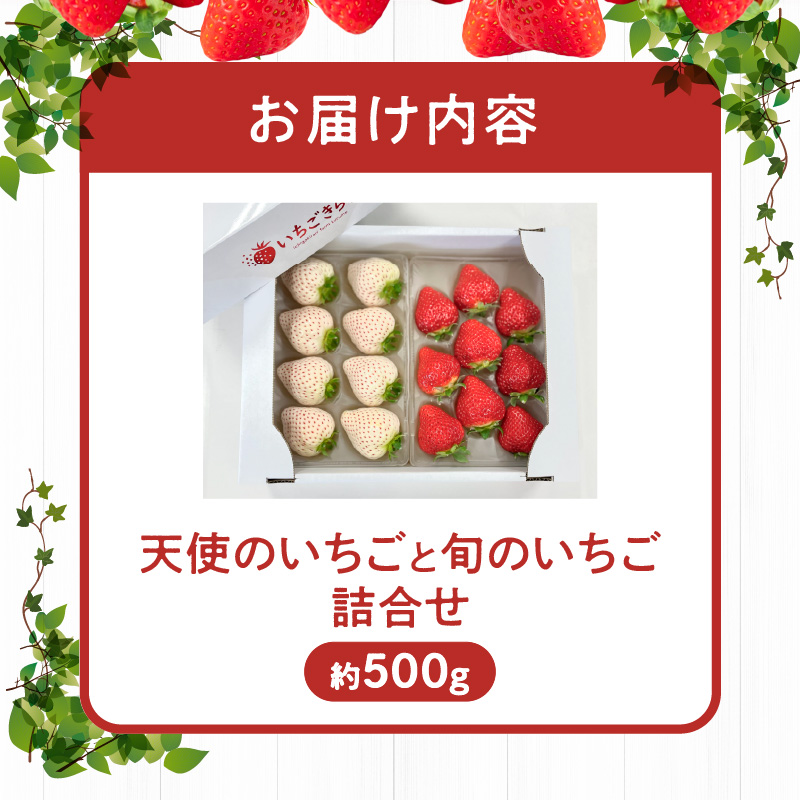 特別栽培 白いちご 天使のいちごと旬のいちご詰め合わせ紅白セット （ふくおかエコ農産物） 約500g _ 旬 いちご 詰め合わせ 紅白セット 2パック入り 約 500g ふくおかエコ農産物 旬のいちご 食べ比べ ギフト用 久留米市産 天使のいちご あまおう 恋みのり かおりの 紅ほっぺ よつぼし すず あまえくぼ お取り寄せ 福岡県 久留米市 送料無料 _Fi113