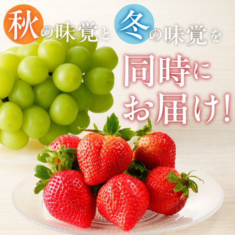 【2025年12月よりお届け】シャインマスカット（1房）、あまおう（1パック・コバヤシパック）_シャインマスカット 1房 あまおう 1パック セット 選べる 家庭用 贈答用 コバヤシパック 新鮮 人気 詰め合わせ いちご ぶどう 果物 フルーツ 果実 食品 デザート グルメ お取り寄せ お取り寄せグルメ 福岡県 久留米市 送料無料_Fx016 贈答用