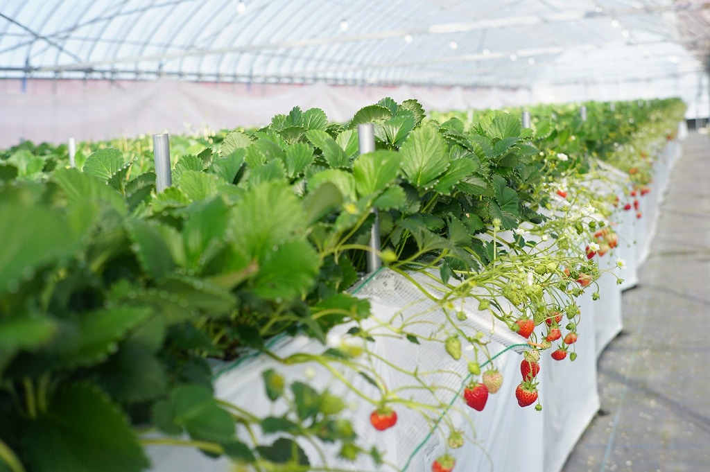 旬ないちごとおまかせ野菜詰合せ7品目セット_旬 いちご 250g おまかせ 野菜 詰合せ セット 食べ頃 6品目 玉ねぎ 人参 大根 カブ サニーレタス なす キュウリ トウモロコシ ヤングコーン ケール 赤水菜 パクチー ピーマン 赤大根 サトイモ さつまいも 新鮮 食品 お取り寄せ 福岡県 久留米市 送料無料_Gv021