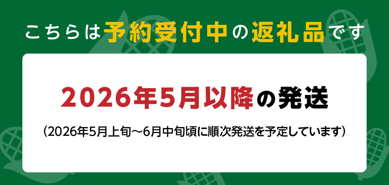 【2026年5月より順次発送】ホワイトショコラのヤングコーン 大サイズ30本_ヤングコーン 大サイズ 30本 ホワイトショコラ 新鮮 皮付き 朝採れ 農家直送 甘み ひげ 薄皮 食べられる 美味しい オーブン トースター おつまみ サラダ バター醤油 冷蔵 コーン とうもろこし 野菜 お取り寄せ お取り寄せグルメ 福岡県 久留米市 送料無料_Gv038
