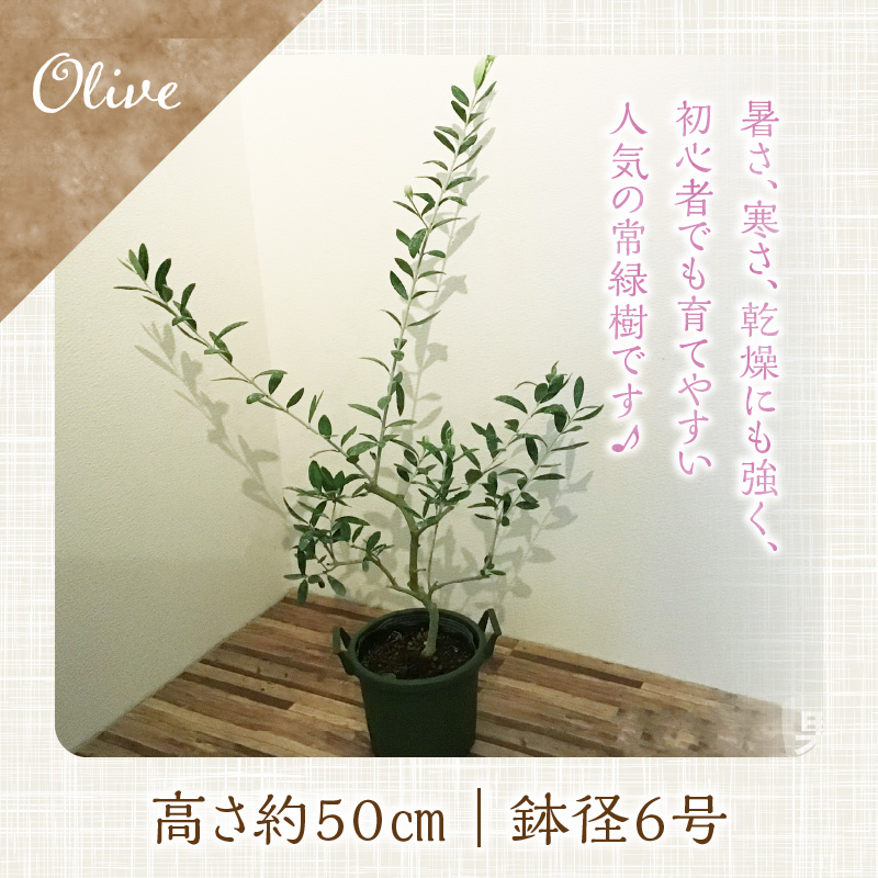 チーム田主丸『我が家の果樹園』シリーズ 【オリーブ】_オリーブ 苗木 高さ 約 50cm 鉢径 6号 チーム田主丸 我が家の果樹園 シリーズ 果樹園 初心者 育てやすい おしゃれ 人気 常緑樹 庭木 果樹 植樹 鉢植え 庭植え ガーデニング 国産 お取り寄せ 福岡県 久留米市 送料無料_Hf018