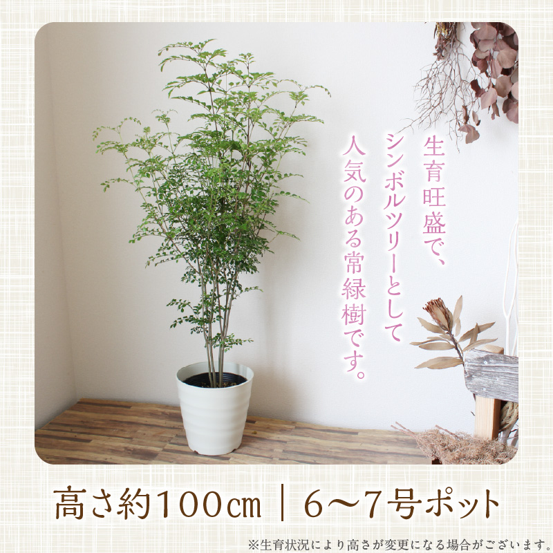 チーム田主丸【シマトネリコ苗木3本セット】_シマトネリコ 苗木 3本 セット チーム田主丸 風水 インテリア 観葉植物 植物 常緑樹 シンボルツリー 小葉 丈夫 育てやすい 日光 樹木 ガーデニング 鉢植え 植木鉢 グリーンアイテム 家庭栽培 福岡県 久留米市 お取り寄せ 送料無料_Hf037