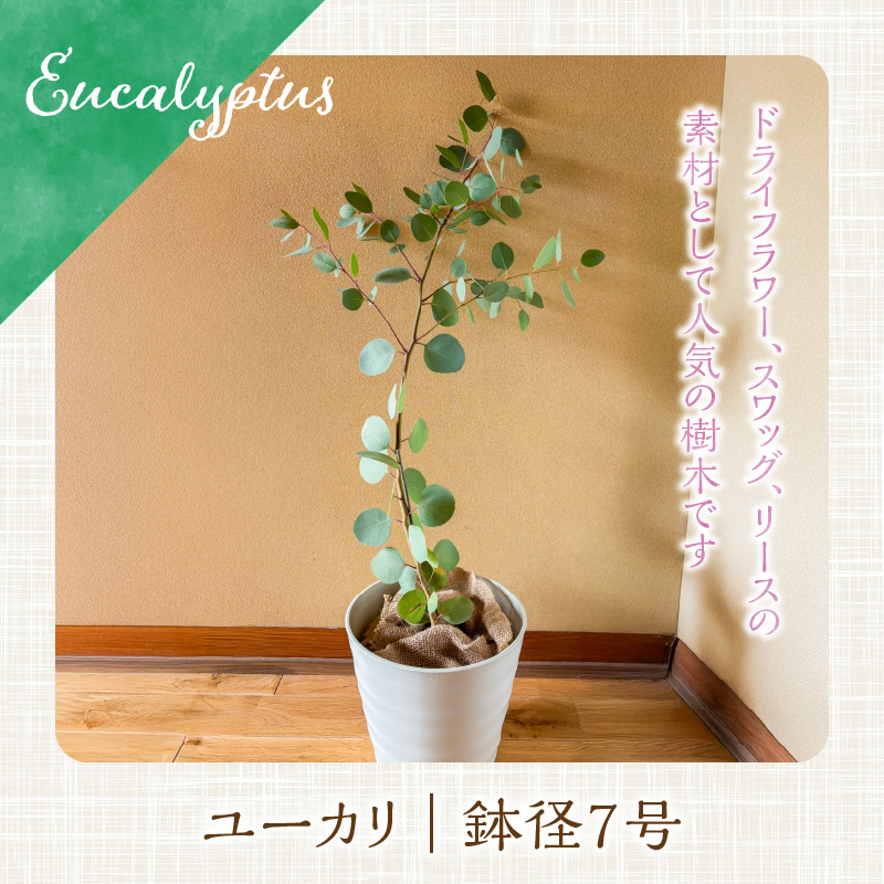 チーム田主丸『ユーカリ苗木７号鉢』 _ 苗木 7号鉢 ユーカリ チーム田主丸 1本 ユーカリの苗木 庭木 鉢植え 植木 ドライフラワー スワッグ リース リラックス効果 虫よけ 常緑樹 シンボルツリー ガーデニング 植物 インテリア お手入れ簡単 育て方付き お取り寄せ 福岡県 久留米市 送料無料 _Hf039