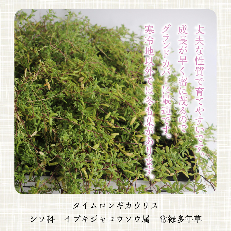 チーム田主丸『タイムロンギカウリス28ポット』 _ タイムロンギカウリス 9cmポット 28苗 花 チーム田主丸 常緑多年草 ハーブ 園芸 丈夫 育てやすい 品種 成長が早い グランドカバー プランツ 地植え 鉢植え ガーデニング 庭 花壇 寄せ植え 植物 育て方付き お取り寄せ 福岡県 久留米市 送料無料 _Hf041