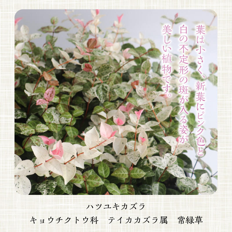 チーム田主丸『ハツユキカズラ28ポット』 _ ハツユキカズラ 9cmポット 28苗 チーム田主丸 つる 常緑 ピンク 白 まだら模様 園芸 多年草 育てやすい グランドカバー プランツ 寄せ植え ハンギングバスケット 紅葉 地植え 鉢植え ガーデニング 庭 花壇 植物 育て方付き お取り寄せ 久留米市 送料無料 _Hf042