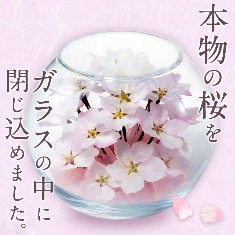 桜のボトルフラワー _ ドライフラワー 桜 ボトルフラワー ソメイヨシノ 満開の桜のようにデザイン ガラス容器 おしゃれ インテリア 花 ドライ加工 入学祝 卒業祝 合格祝 就職祝 旅立ち お祝い 記念 ギフト用 久留米市 送料無料 _ Qb044
