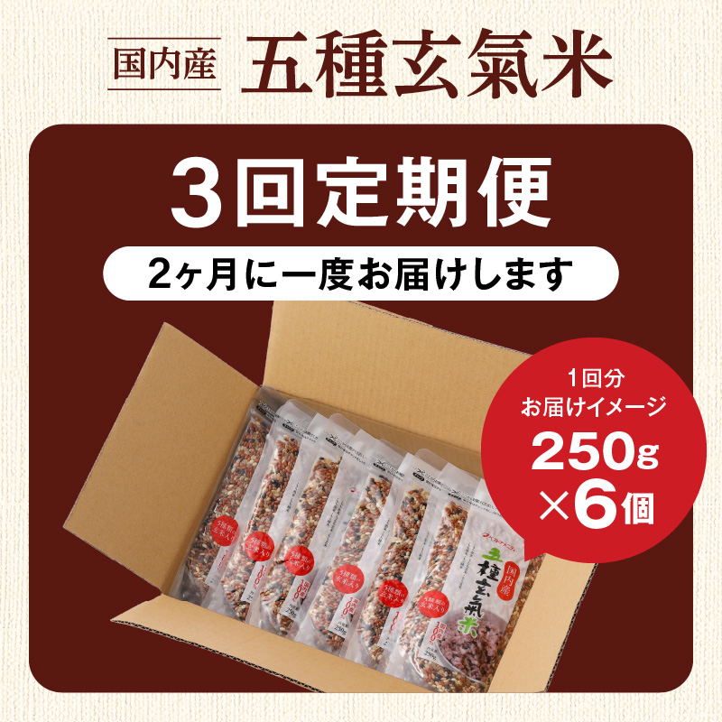 【隔月3回　定期便】国内産 五種玄氣米 250g×6個 1500g×3回_国内産 五種玄氣米 250g×6個 お届け回数 3回 玄米 ブレンド 雑穀米 もち赤米 うるち玄米 もち玄米 もち黒米 もち緑米 プチプチ もちもち 混ぜて炊くだけ 冷めても美味しい 主食 おにぎり 弁当 食卓 華やか 福岡県 久留米市 送料無料_Tk025 定期便：（2ヶ月に一度）×3回