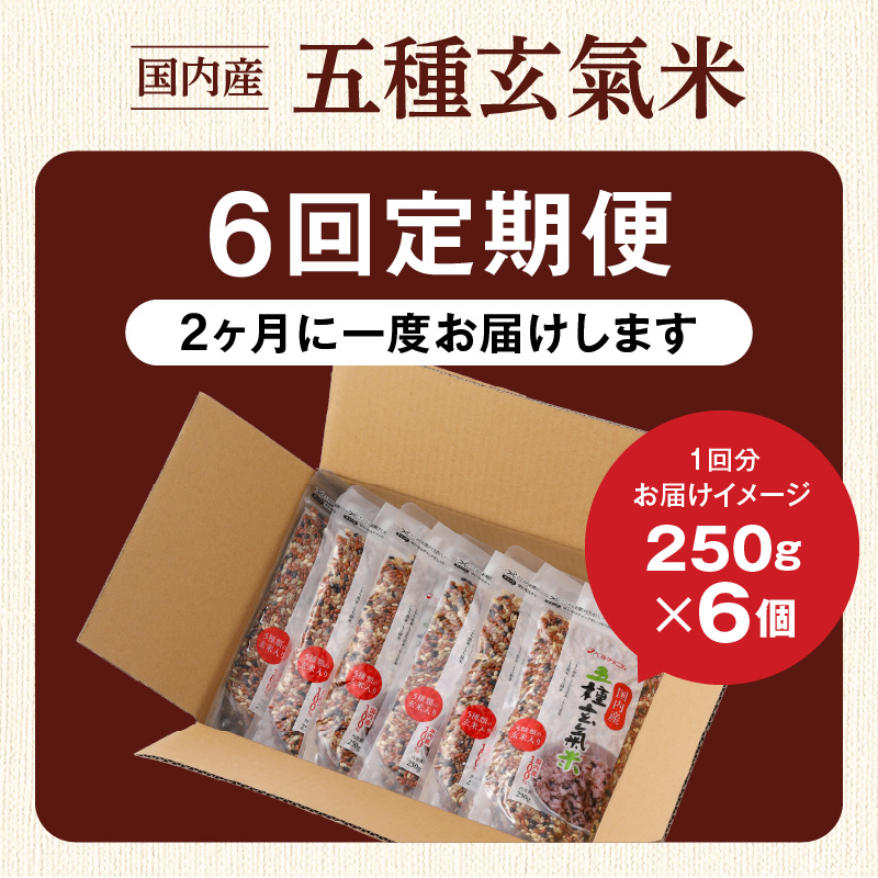【隔月6回　定期便】国内産 五種玄氣米 250g×6個 1500g×6回_国内産 五種玄氣米 250g×6個 お届け回数 6回 玄米 ブレンド 雑穀米 もち赤米 うるち玄米 もち玄米 もち黒米 もち緑米 プチプチ もちもち 混ぜて炊くだけ 冷めても美味しい 主食 おにぎり 弁当 食卓 華やか 福岡県 久留米市 送料無料_Tk026 定期便：（2ヶ月に一度）×6回