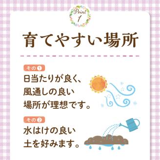 チーム田主丸『我が家の果樹園』シリーズ 【オリーブ】_オリーブ 苗木 高さ 約 50cm 鉢径 6号 チーム田主丸 我が家の果樹園 シリーズ 果樹園 初心者 育てやすい おしゃれ 人気 常緑樹 庭木 果樹 植樹 鉢植え 庭植え ガーデニング 国産 お取り寄せ 福岡県 久留米市 送料無料_Hf018