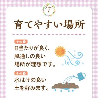 チーム田主丸『我が家の果樹園』シリーズ 【ブルーベリー】_ブルーベリー 苗木 高さ 約 50 cm 鉢経 7号 結実年数 2年目安 チーム田主丸 我が家の果樹園 シリーズ フルーツ 果物 ベリー 庭木 落葉 果樹 植樹 鉢植え 庭植え ガーデニング 福岡県 久留米市 お取り寄せ 送料無料_Hf019