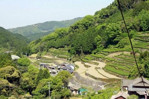 上煎茶 白折 三十四代 太郎五郎久家茶園 100g×4袋_上煎茶 白折 三十四代 太郎五郎久家茶園 100ｇ × 4袋 普段使い 煎茶 香り高い さっぱり 渋味 食事 相性抜群 こだわり 露地栽培 職人 味 こだわり カテキン ポリフェノール 八女茶 緑茶 お茶 日本茶 お取り寄せ ご当地茶 福岡県 久留米市 送料無料_Ex206