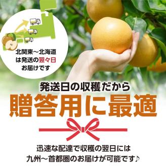 ※贈答用※【フルトリエ】100年以上続く梨農家の完熟梨小箱(1.8kg)_【贈答用】梨 1.8kg 幸水 豊水 あきづき 新高 甘太 王秋 完熟梨 いずれか1種類 フルトリエ 中村果樹園 100年続くフルーツ農家 発送当日の朝に収穫 福岡県 久留米市 お取り寄せ フルーツ 果物 ギフト 贈り物 送料無料_Fn102
