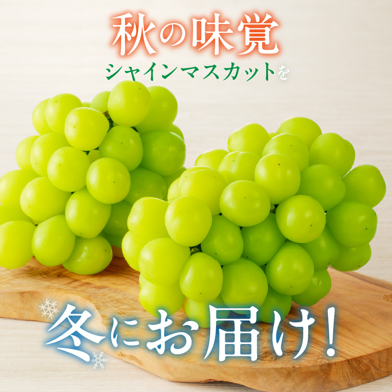 【2025年11月よりお届け】冬にお届け！シャインマスカット×2房_冬にお届け！ シャインマスカット 400g以上 × 2房 冷蔵技術 冬でも美味しい 皮ごと食べる 贈答用 おすすめ 国産 ぶどう マスカット 果物 フルーツ 果実 食品 食べ物 おやつ デザート グルメ お取り寄せ お取り寄せグルメ 福岡県 久留米市 送料無料_Fg011