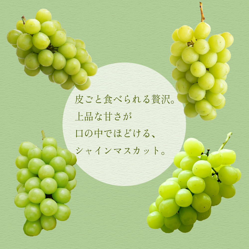 【2026年8月より順次発送】シャインマスカット（1房：500g以上)_シャインマスカット 1房 500g以上 九州 温暖 気候 活かす 農家 こだわり ご家庭用 先行受付 皮ごと食べられる 上品 甘さ フルーツ 果実 果物 ぶどう マスカット デザート おやつ お取り寄せ 福岡県 久留米市 送料無料_Fg012
