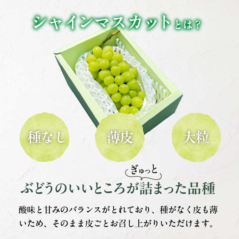 【2026年8月以降お届け】シャインマスカット（1房：約500～600g） _ 先行予約 シャインマスカット 1房 約 500g ～ 600g 2026年8月以降お届け 旬の味覚 酸味 甘み バランス 皮薄い 食べやすい マスカット ぶどう デザート 果物 倉重農園 お取り寄せ フルーツ 福岡県 久留米市 送料無料 _Fg018
