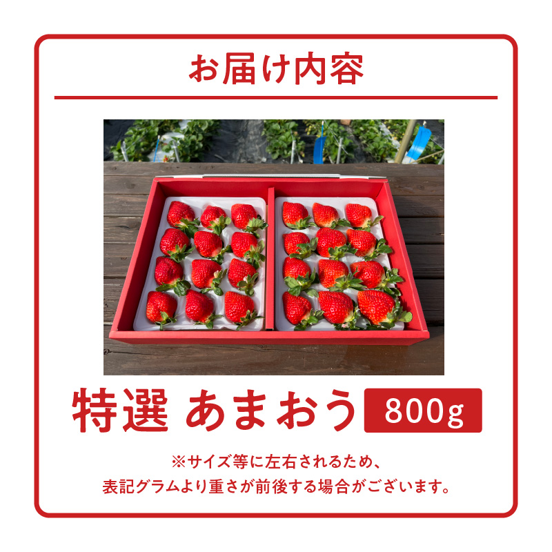 特選あまおう 800g_福岡の最高級 あまおう 特選 800g 採れたて いちご 最高等級 エクセレント 最高級 グレード 大きい 赤い 艶 畑の宝石 特別栽培 食べごろイチゴ 福岡県 久留米市 フルーツ 贈答用 ギフト 農家から直送 取り寄せ 送料無料_Fi005