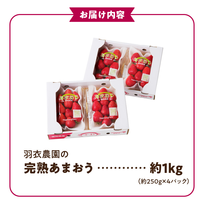 【2026年1月中旬より順次発送】福岡県産 羽衣農園の完熟あまおう 約1kg（約250g×4パック） _【先行予約】 【2026年1月中旬より順次発送】 福岡県産 完熟 あまおう 約250g × 4パック 計 約1kg こだわり いちご 福岡県 ブランド いちご 家族 シェア フルーツ 果物 果実 パンケーキ フルーツサンド お取り寄せフルーツ 福岡県 久留米市 送料無料_Fi214