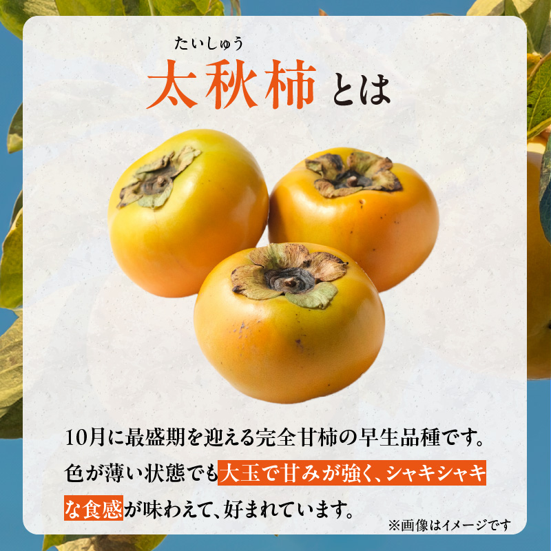 【訳あり品】【10月発送】池尻農園 太秋柿 5～9玉 約1.8kg ご家庭用_訳あり品 池尻農園 太秋柿 5 ～ 9玉 約 1.8kg ご家庭用 柿 10月 最盛期 完全甘柿 早生品種 大玉 甘み 強い シャキシャキ 食感 条紋 美味しさ 際立つ 種 少ない 食べやすい 人気 国産 九州産 フルーツ 果物 お取り寄せ 福岡県 久留米市_Fk015