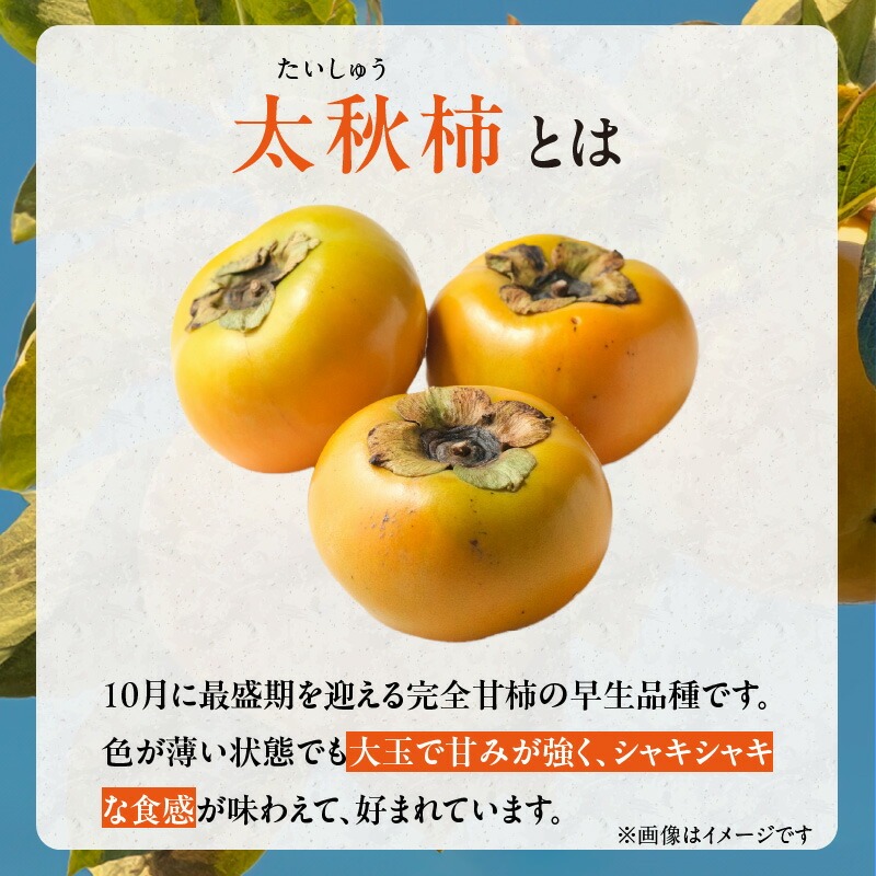 【訳あり品】【10月発送】池尻農園　太秋柿　9～14玉　約3kg　ご家庭用_訳あり品 太秋柿 9～14玉 約3kg ご家庭用 柿 甘柿 フルーツ 果物 スイーツ 甘い 条紋 10月最盛期 完全甘柿 早生品種 大玉 甘みが強い シャキシャキ 種が少ない 子供でも 食べやすい 福岡県 久留米市 送料無料_Fk016